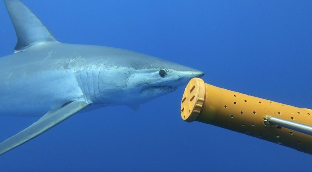 Critically Endangered Mako Shark Tagged for the First Time in the Mediterranean