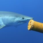 Critically Endangered Mako Shark Tagged for the First Time in the Mediterranean