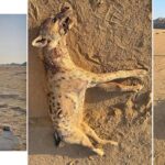 Spotted Hyena in Egypt: A Stunning Wildlife Comeback After 5,000 Years