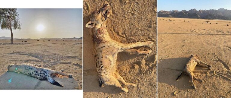 Spotted Hyena in Egypt: A Stunning Wildlife Comeback After 5,000 Years