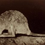 Lost in the Desert? The “Extinct” Desert Rat-Kangaroo May Still Be Alive