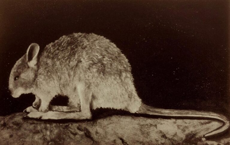 Lost in the Desert? The “Extinct” Desert Rat-Kangaroo May Still Be Alive