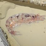 Why Do Some Ancient Creatures Leave Fossils While Others Disappear?
