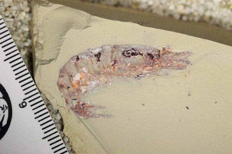 Why Do Some Ancient Creatures Leave Fossils While Others Disappear?