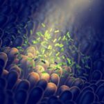 New Treatment Repairs Gut and Tames Aging Cells