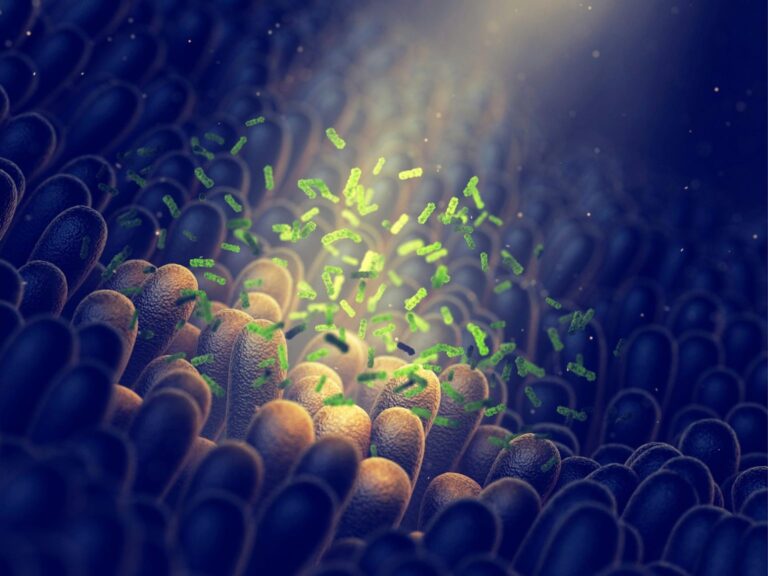 New Treatment Repairs Gut and Tames Aging Cells