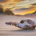 The “Extremely Unlikely” Finding That Changes How We See Mass Extinction