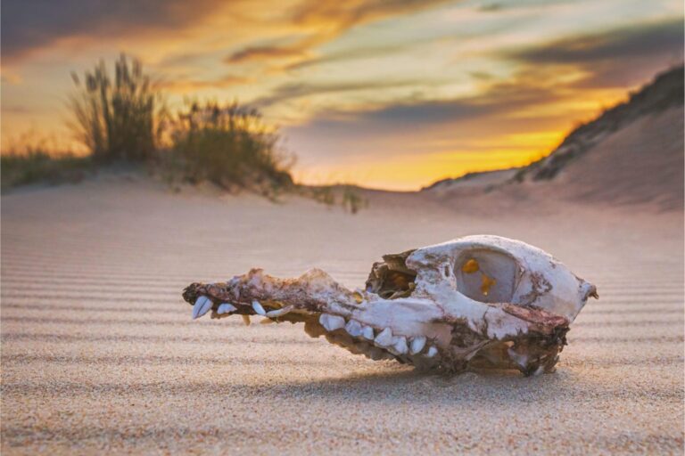 The “Extremely Unlikely” Finding That Changes How We See Mass Extinction