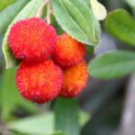 Strawberry Tree Extract Could Prevent and Treat Gastrointestinal Disorders, Study FindsNatural compound shows powerful anti-inflammatory and antimicrobial effects on the digestive system