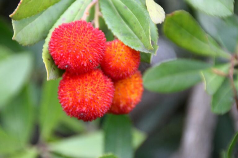 Strawberry Tree Extract Could Prevent and Treat Gastrointestinal Disorders, Study FindsNatural compound shows powerful anti-inflammatory and antimicrobial effects on the digestive system