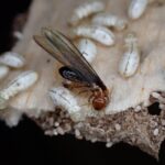 Breakthrough Chemical Kills 95% of Termites Without Harming Humans—Revolutionizing Pest Control Safety and Efficiency