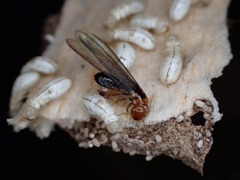 Breakthrough Chemical Kills 95% of Termites Without Harming Humans—Revolutionizing Pest Control Safety and Efficiency