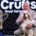 Lifestyle Spotlight: Bruin the Clumber Spaniel Wins Best in Show at Crufts