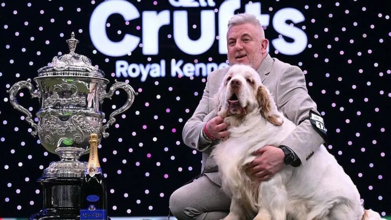 Lifestyle Spotlight: Bruin the Clumber Spaniel Wins Best in Show at Crufts