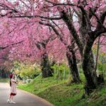 Japan’s Sakura Season Blooms: Travelers Flock to Witness the Cherry Blossom Spectacle