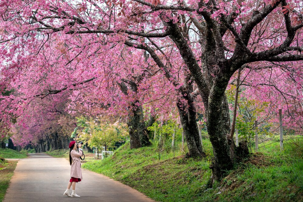 Japan’s Sakura Season Blooms: Travelers Flock to Witness the Cherry Blossom Spectacle