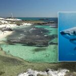 Man Killed in Shark Attack Near Rottnest Island in Western Australia