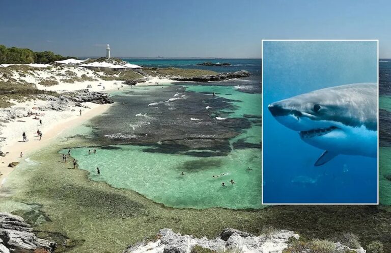 Man Killed in Shark Attack Near Rottnest Island in Western Australia