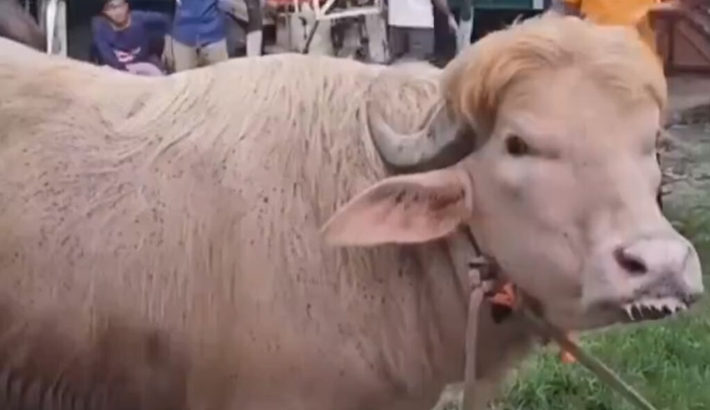 Pink Albino Buffalo ‘Donald Trump’ Becomes Viral Attraction in Bangladesh