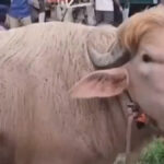 Pink Albino Buffalo ‘Donald Trump’ Becomes Viral Attraction in Bangladesh