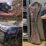 Scientists Name New Giant Dinosaur “Nagatitan chaiyaphumensis” Discovered in Thailand