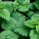 The Nettle Paradox: How a Plant That Stings May Also Soothe Allergies