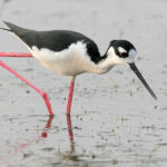 A Wetland Saved from Developers Becomes a Sanctuary for Migratory Birds in Southern Sicily