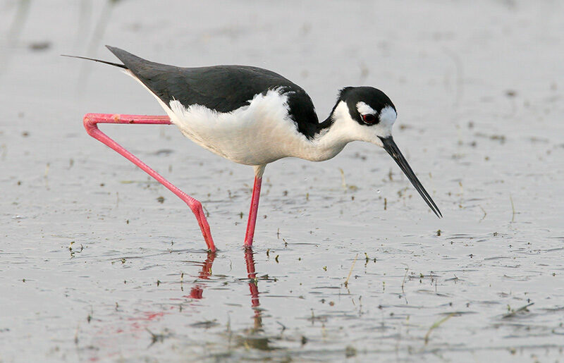 A Wetland Saved from Developers Becomes a Sanctuary for Migratory Birds in Southern Sicily