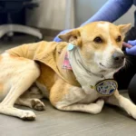 Aloka: A Dog Whose Loyalty Teaches the World the True Meaning of Love
