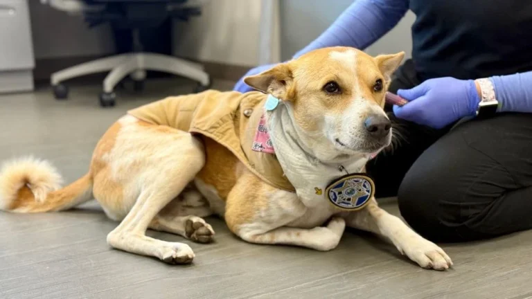Aloka: A Dog Whose Loyalty Teaches the World the True Meaning of Love