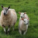 New Zealand’s Remarkable Sheep Population Outnumbers Humans by a Wide Margin