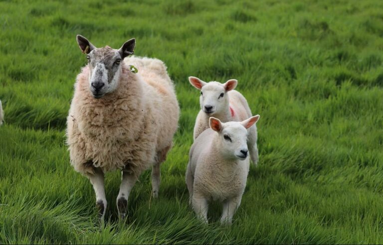 New Zealand’s Remarkable Sheep Population Outnumbers Humans by a Wide Margin