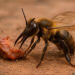From Nectar to Carrion: The Strange Evolution of Vulture Bees