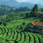 Best Places to Visit in Ooty: A Complete Travel Guide to the Queen of the Nilgiris