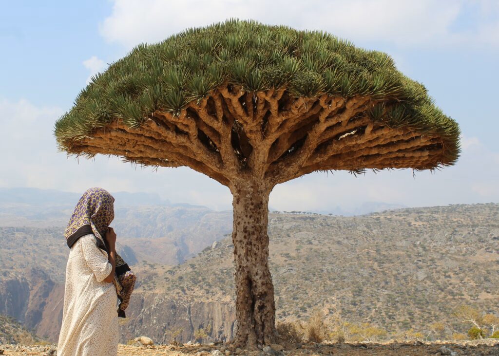 Socotra: The Forgotten Island Where Earth Still Looks Untouched