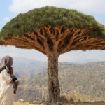 Socotra: The Forgotten Island Where Earth Still Looks Untouched