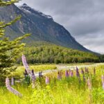 Fiordland National Park Bursts Into Purple as Russell Lupins Transform New Zealand’s South Island