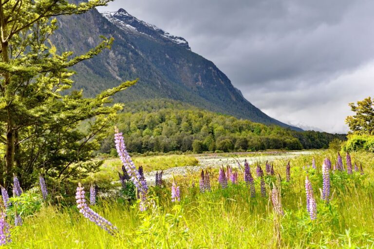 Fiordland National Park Bursts Into Purple as Russell Lupins Transform New Zealand’s South Island
