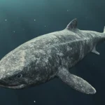 150-Year-Old Greenland Shark Washes Ashore in Ireland, Offering Rare Scientific Opportunity