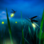 Where Have All the Fireflies Gone? The Silent Disappearance of Nature’s Living Lanterns