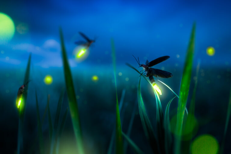Where Have All the Fireflies Gone? The Silent Disappearance of Nature’s Living Lanterns
