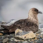New Zealand Faces Wildlife Threat as First H5N1 Bird Flu Case Raises Alarm for Native Species