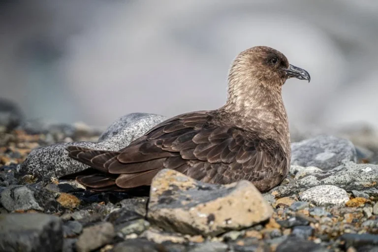 New Zealand Faces Wildlife Threat as First H5N1 Bird Flu Case Raises Alarm for Native Species