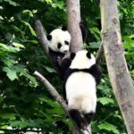 Young Giant Pandas Showcase Remarkable Tree-Climbing Skills in Viral China Conservation Centre Video