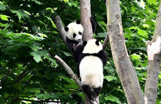 Young Giant Pandas Showcase Remarkable Tree-Climbing Skills in Viral China Conservation Centre Video