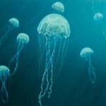 Tiny Transparent Jellyfish Offers New Clues to Scar-Free Healing