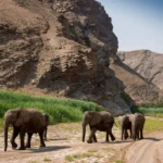 New Hoanib Elephant Camp Opens in Namibia, Offering Rare Encounters With Desert Wildlife
