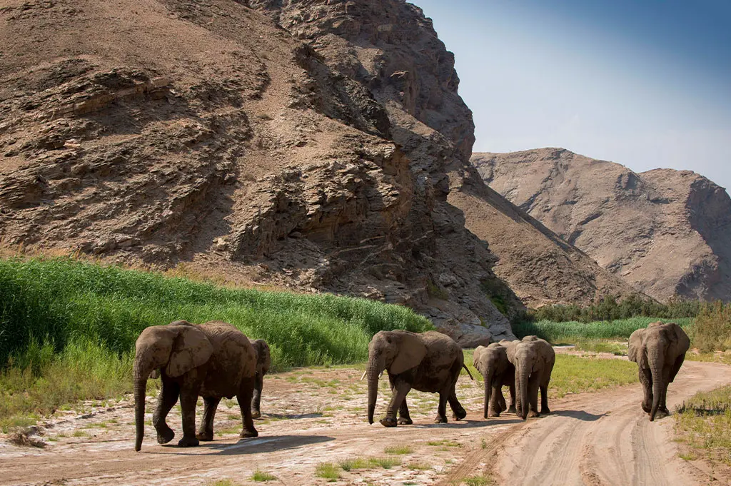 New Hoanib Elephant Camp Opens in Namibia, Offering Rare Encounters With Desert Wildlife