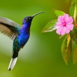 Hummingbirds: The Tiny Birds With Extraordinary Flying Skills