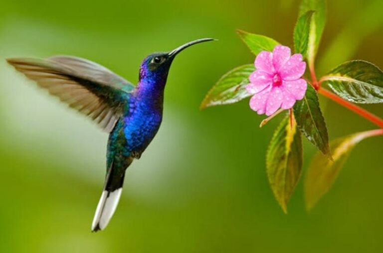 Hummingbirds: The Tiny Birds With Extraordinary Flying Skills